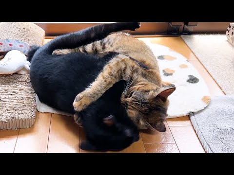 妹猫が好きすぎてギューと抱きしめる瞬間を伺う黒猫くん(YouTube)