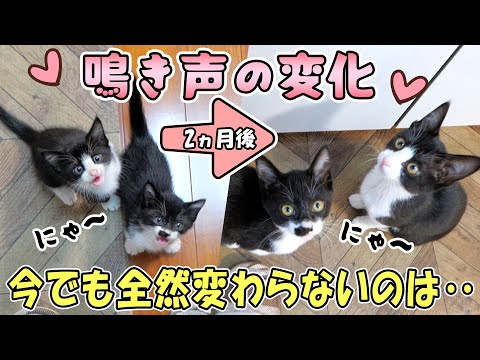 子猫の鳴き声は2ヵ月でこう変わる🐈成長しながら色々変わっていくけど、変わらないものは変わらない💕【仲良し子猫姉妹の成長記録】(YouTube)