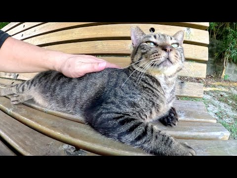 人懐っこいキジトラ猫とマイペースなサビ猫がベンチに並んで座る(YouTube)