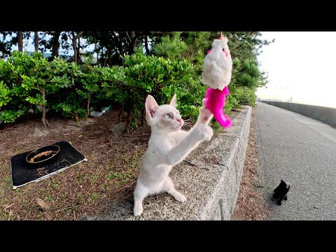 元気いっぱいの子猫の兄弟が息があがるまでオモチャで遊ぶ(YouTube)