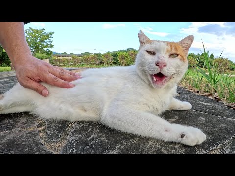 人懐っこい2匹の茶シロ猫が微妙な距離感を保ってくつろぐ(YouTube)