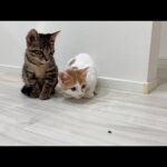 生まれて初めて家の中に虫を発見した子猫たちのリアクションが100点すぎましたw(YouTube)