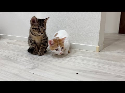 生まれて初めて家の中に虫を発見した子猫たちのリアクションが100点すぎましたw(YouTube)