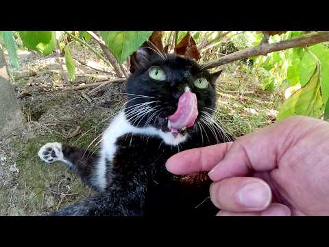 広場で夕日を浴びてくつろいでいた老猫コンビをモフる(YouTube)