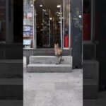 街の猫「スミマセ〜ン、本日分のカリカリの徴収にきましたニャン」(YouTube)