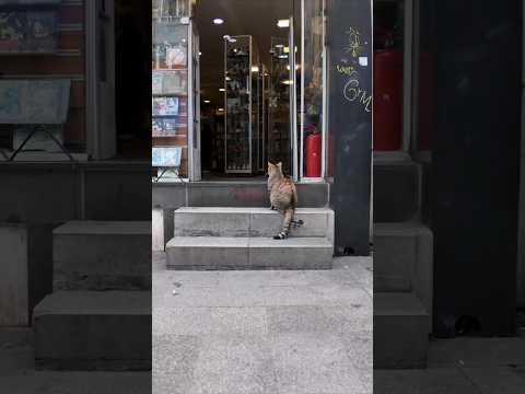 街の猫「スミマセ〜ン、本日分のカリカリの徴収にきましたニャン」(YouTube)