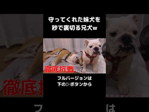 散歩に行きたくないイッヌ#shorts #切り抜き #犬 #犬のいる暮らし(YouTube)