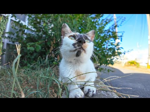港近くの日陰で休んでいたら変な柄の三毛猫ちゃんがモフられにきた(YouTube)