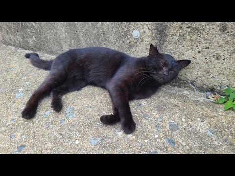 感動猫動画 のライブ配信(YouTube)