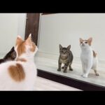 生まれて初めて鏡を見た子猫のリアクションが100点すぎましたw(YouTube)