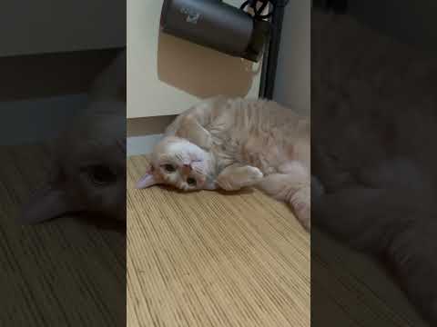 マッタリな時間を邪魔すると・・・(YouTube)