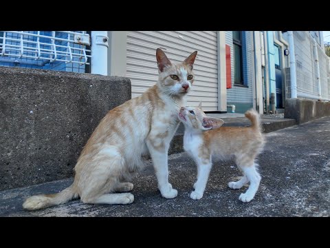 港町で生きる猫の親子(YouTube)