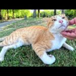 茶シロ猫が「暑いからベタベタと触らないで」と迷惑そうな顔をする(YouTube)