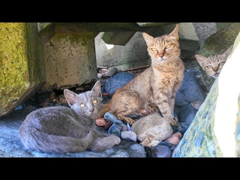 海辺の猫親子、昼間の暑い時間はテトラポットの日陰で寝てます(YouTube)