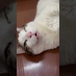 この隙間にニャン棒入れたいw(YouTube)