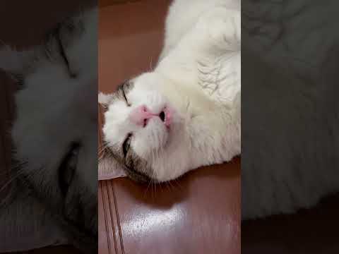 この隙間にニャン棒入れたいw(YouTube)