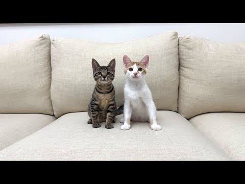 【ご報告】保護した子猫たちの譲渡先について。(YouTube)