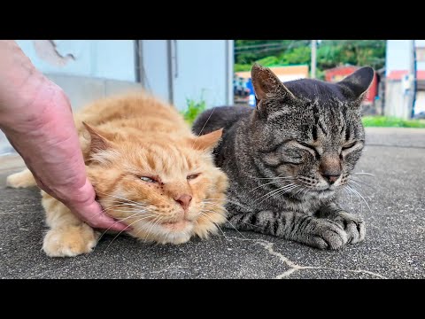 漁港の仲良し茶トラ猫とキジトラ猫(YouTube)