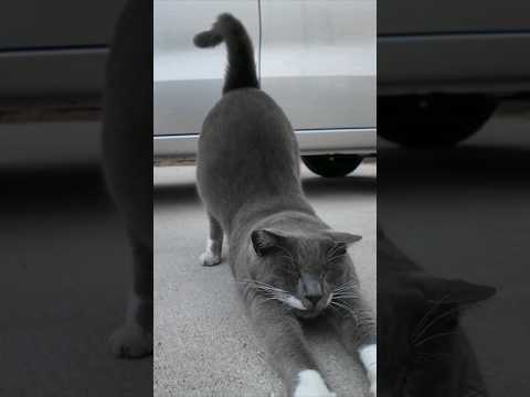 車の下にいた猫たちが競うようにモフられに出てきた(YouTube)