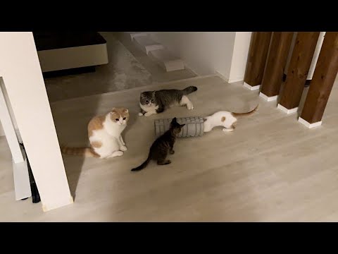 真夜中に猫たちが密会してるので何してるのか見に行ったらこうなってました…(YouTube)
