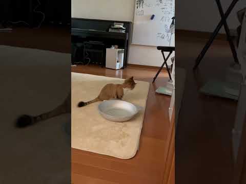 秀吉の悪いところ(YouTube)