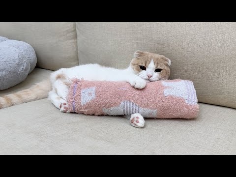 保護した子猫を里親に出したら、匂いが恋しくて先住猫がこうなっちゃいました…(YouTube)