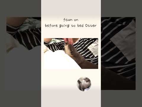 fawn on before going to bed Otter(YouTube)
