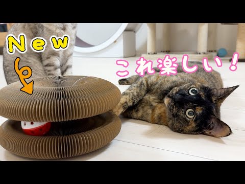 新しいおもちゃがまさかのお気に入りになりました！！(YouTube)