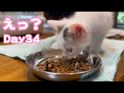 えっ？ おれっちはいきなり・・・ Day34 TetoNoji148 Hana101 ThirdNimo67 Neo34  2024 08 21 2(YouTube)