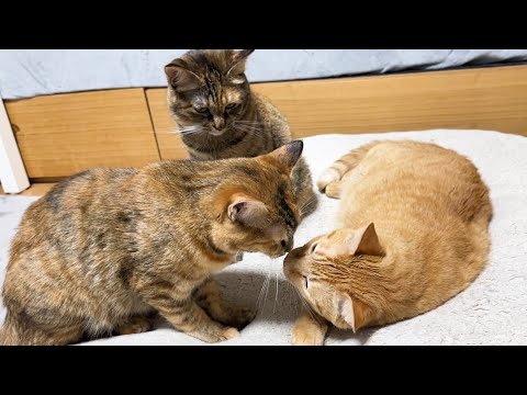 柴犬も子ども猫たちも次から次へと周りに集まるほど兄猫はみんなから慕われてます(YouTube)