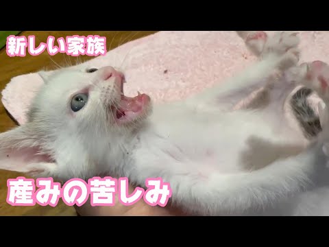 産みの苦しみ あたち頑張ったニャン 新しい家族 Day37  2024 08 24 1(YouTube)