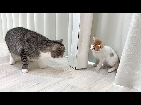 病院から匂いをつけて帰ってきた子猫たちと再会したら猫がまさかのこうなっちゃいました…(YouTube)