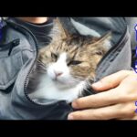 わが家にドカジャンが沢山ある理由と甘えん坊猫による場所取り事情🐈🐈(YouTube)