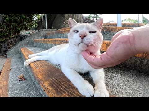 おっとりとしたシャム猫と気が強いキジシロ猫をモフる(YouTube)