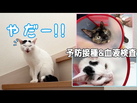 【予防接種】動物病院に行くのを察して「やだ！」と喋る猫(YouTube)