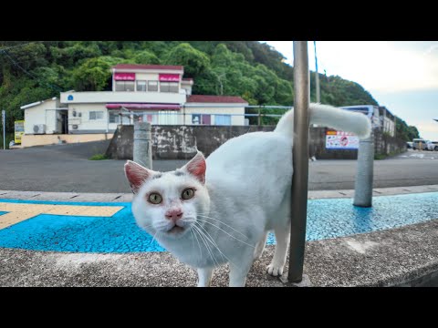 最終便の後のフェリー乗り場で行われる猫集会に集まってくる猫たち(YouTube)