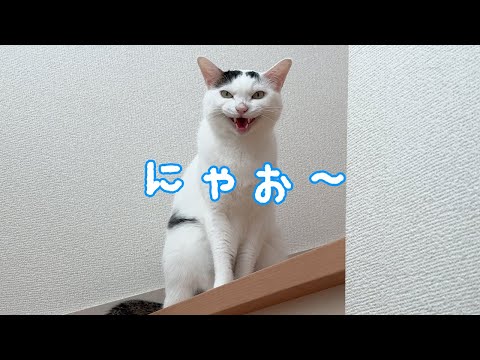 最近猫語でよく喋る猫チロさん(YouTube)