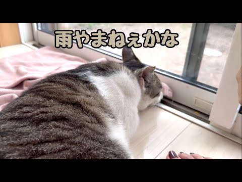雨を察知した地域猫が窓際で雨宿りしています(YouTube)