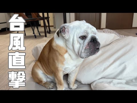 本日、台風が直撃した我が家の状況と愛犬の様子がこちら…(YouTube)