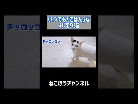 遅れて登場してお喋りする天才猫 #shorts(YouTube)