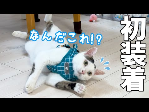 緊急時に備えて初めてハーネスを猫5匹に挑戦したら大変でした…(YouTube)