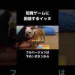 難しく考えちゃったイッヌw#short #切り抜き #犬 #犬のいる暮らし(YouTube)