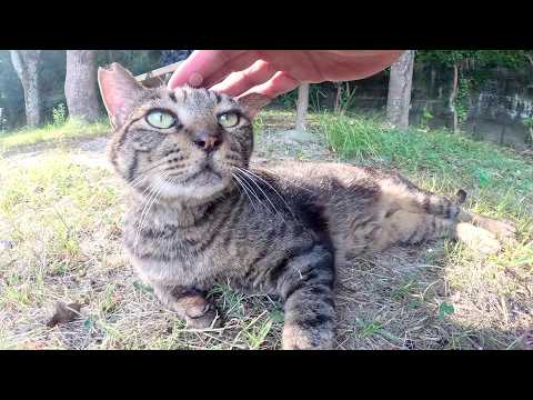 お触り禁止のサビ猫と無防備にモフらせてくれるキジトラ猫(YouTube)