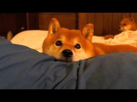記憶に残るお盆休み/柴犬と猫と最高すぎる旅へ【Vlog】(YouTube)
