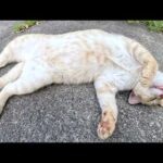 クリーム猫をモフっていたら、口が半開きのまま眠ってしまった(YouTube)