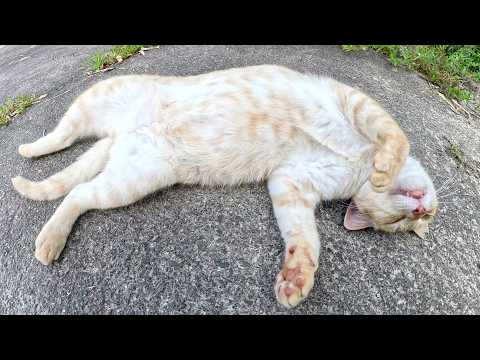 クリーム猫をモフっていたら、口が半開きのまま眠ってしまった(YouTube)