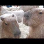 カピバラ (神戸どうぶつ王国) 2021年10月24日(YouTube)