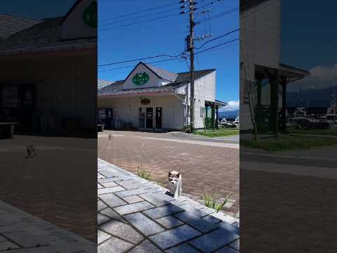 猫島の広場にあるテーブルに着くと猫が集まってくる(YouTube)