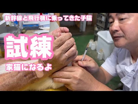 試練！ 家猫になるよ 新幹線と飛行機で佐賀から来た子猫  2024 08 05 2(YouTube)