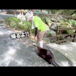 飼育員は脱走したビーバーをこうやって家に連れて帰ります【とうもろこし】(YouTube)